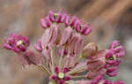 Clasping milkweed